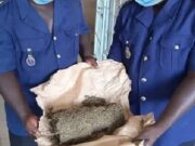 Thiaroye : La gendarmerie intercepte un véhicule avec 28,5 kg de drogue, les dealers en fuite