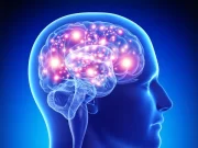 Entrer dans l’adolescence et en sortir exemple d'un cerveau humain