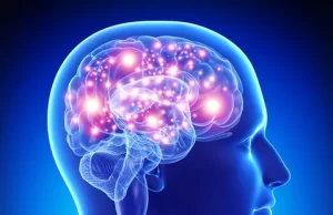 Entrer dans l’adolescence et en sortir exemple d'un cerveau humain