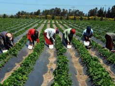 L’agriculture africaine sous le sceau du raisonnement