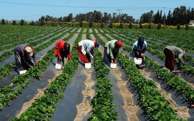 agriculture-afrique